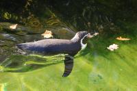 Imagine atasata: Zoo Berlin 0408.JPG